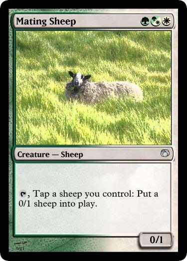 Mating Sheep